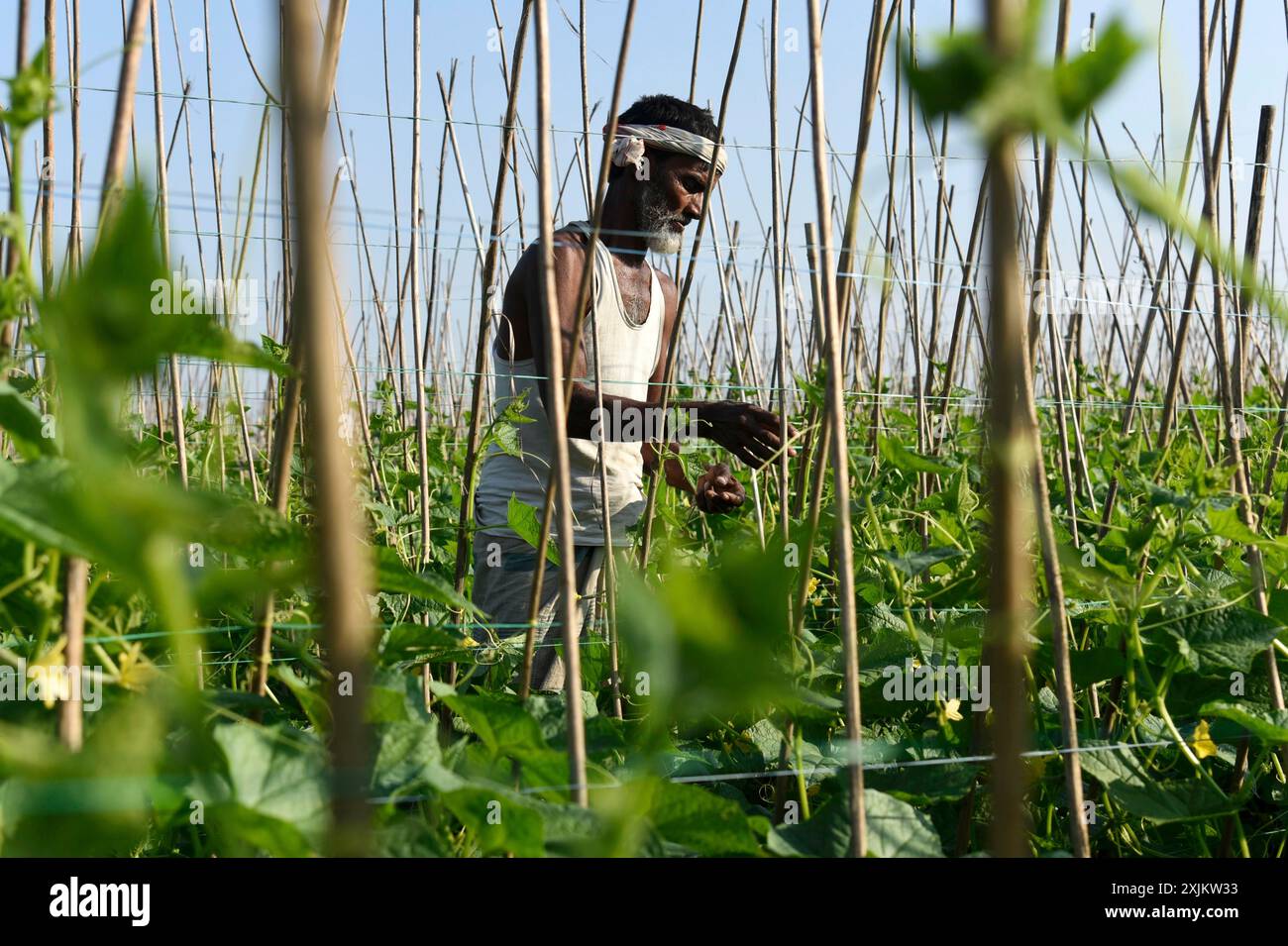 Landwirt, der in einem Gurkenzuchtbetrieb während des landesweiten Streiks von Landwirten am 08. Dezember 2020 in Barpeta, Assam, Indien, tätig war. Die 2020 Indianer Stockfoto