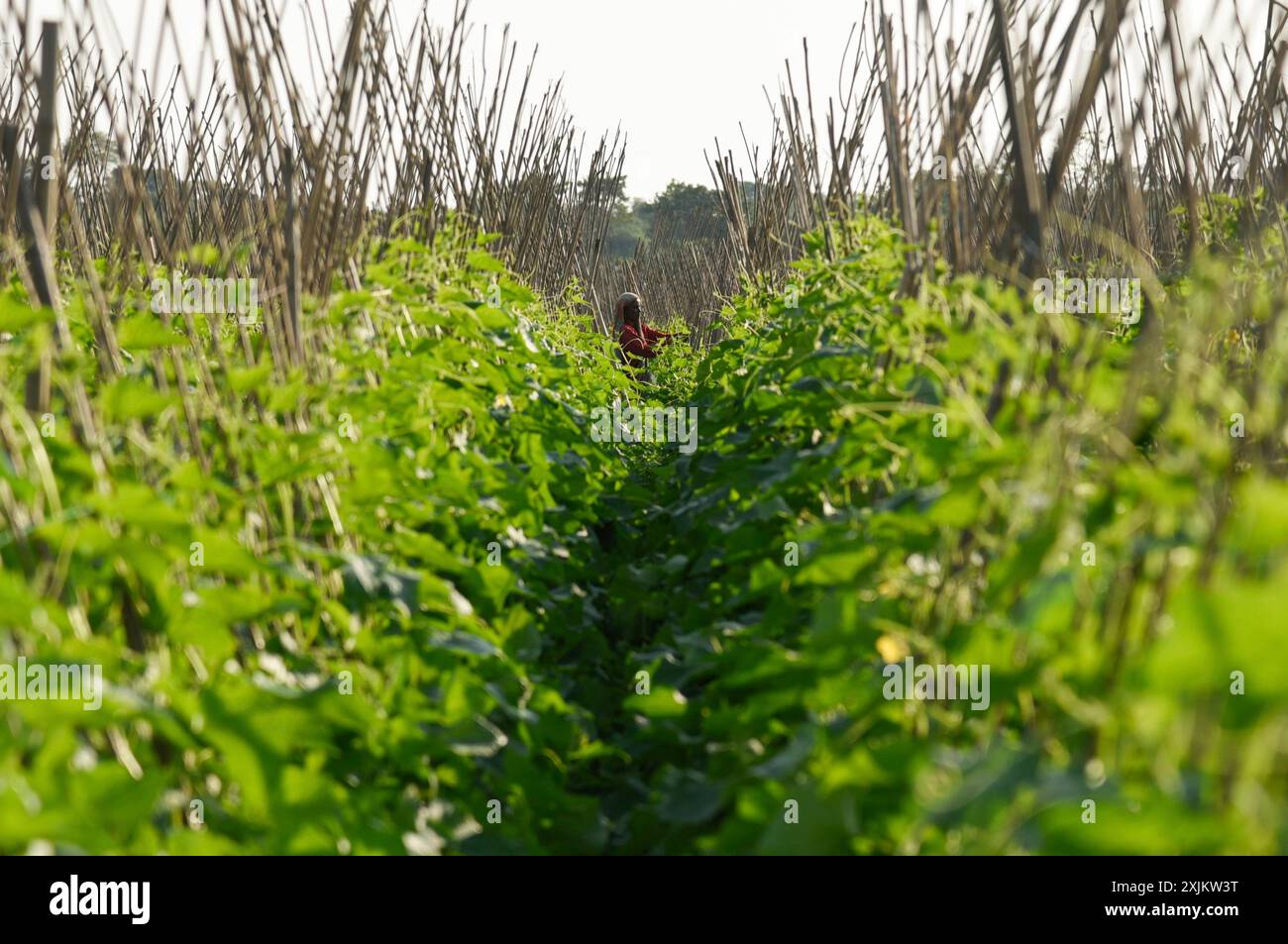 Landwirt, der in einem Gurkenzuchtbetrieb während des landesweiten Streiks von Landwirten am 08. Dezember 2020 in Barpeta, Assam, Indien, tätig war. Die 2020 Indianer Stockfoto