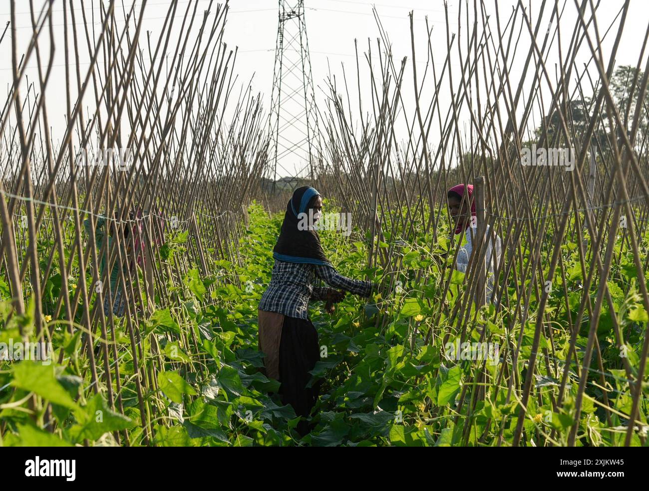 Landwirt, der in einem Gurkenzuchtbetrieb während des landesweiten Streiks von Landwirten am 08. Dezember 2020 in Barpeta, Assam, Indien, tätig war. Die 2020 Indianer Stockfoto