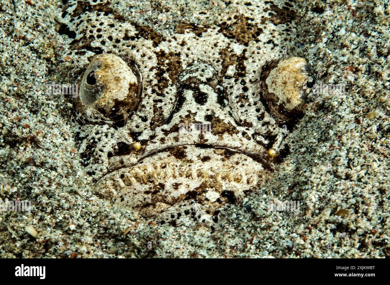 Skygazer (Uranoscopus Scaber) liegt halb in Sand begraben auf dem Meeresboden, der nach Beute lauert, im Pazifik, in der Philippinischen See, auf den Philippinen Stockfoto