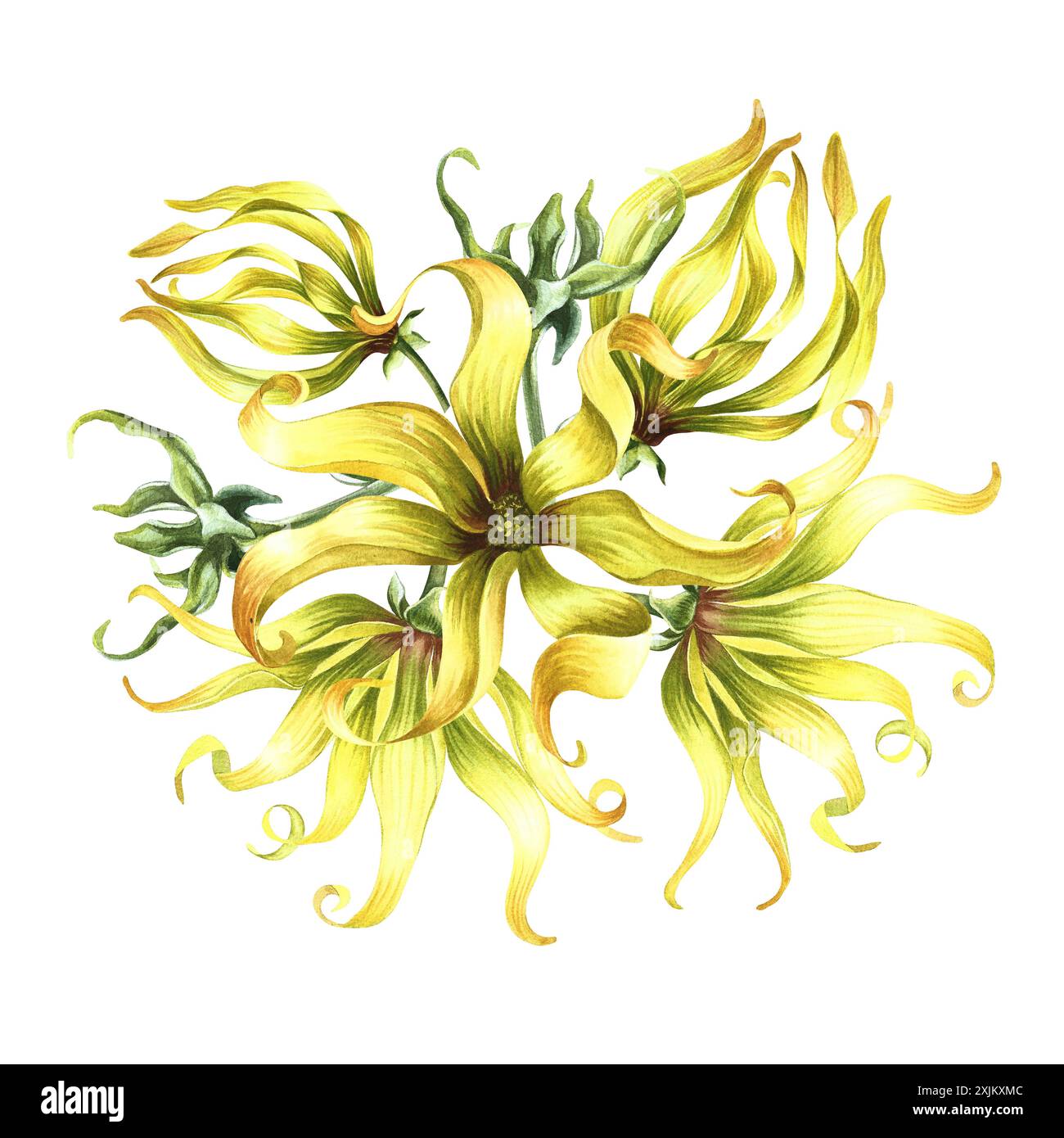 Kananga duftet. Ylang-Ylang-Blüten. Ein Strauß exotischer, duftender gelber Blumen. Eine handgezeichnete Aquarellillustration. Ein Konstruktionselement auf einem IS Stockfoto