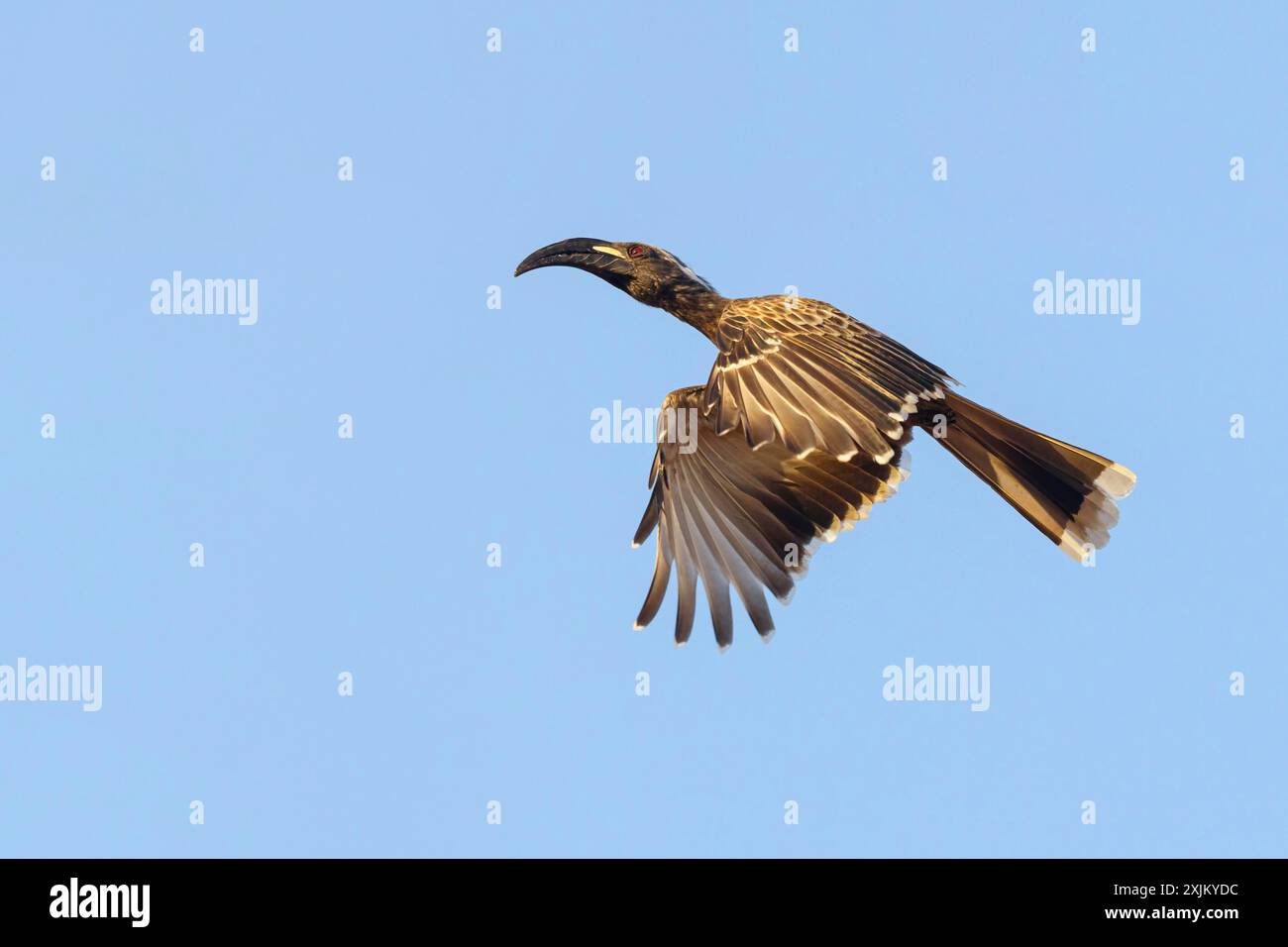 Grauer Nashornvogel (Lophoceros lasutu), Tockus nasutus, afrikanischer grauer Nashornvogel, afrikanischer grauer Nashornvogel, Calao âˆšâ€ bec noir, Toco piquinegro Stockfoto