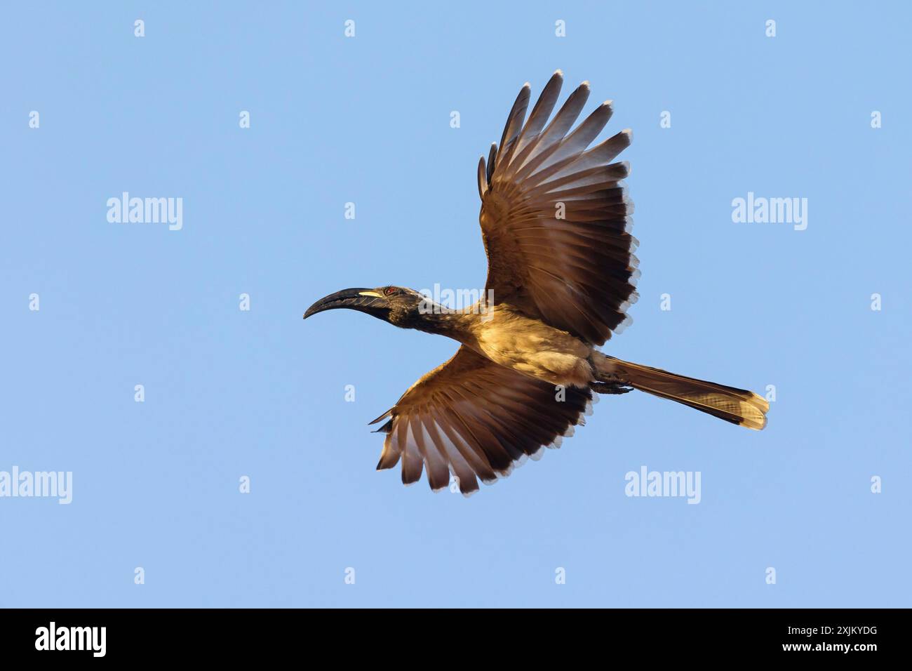 Grauer Nashornvogel (Lophoceros lasutu), Tockus nasutus, afrikanischer grauer Nashornvogel, afrikanischer grauer Nashornvogel, Calao âˆšâ€ bec noir, Toco piquinegro Stockfoto