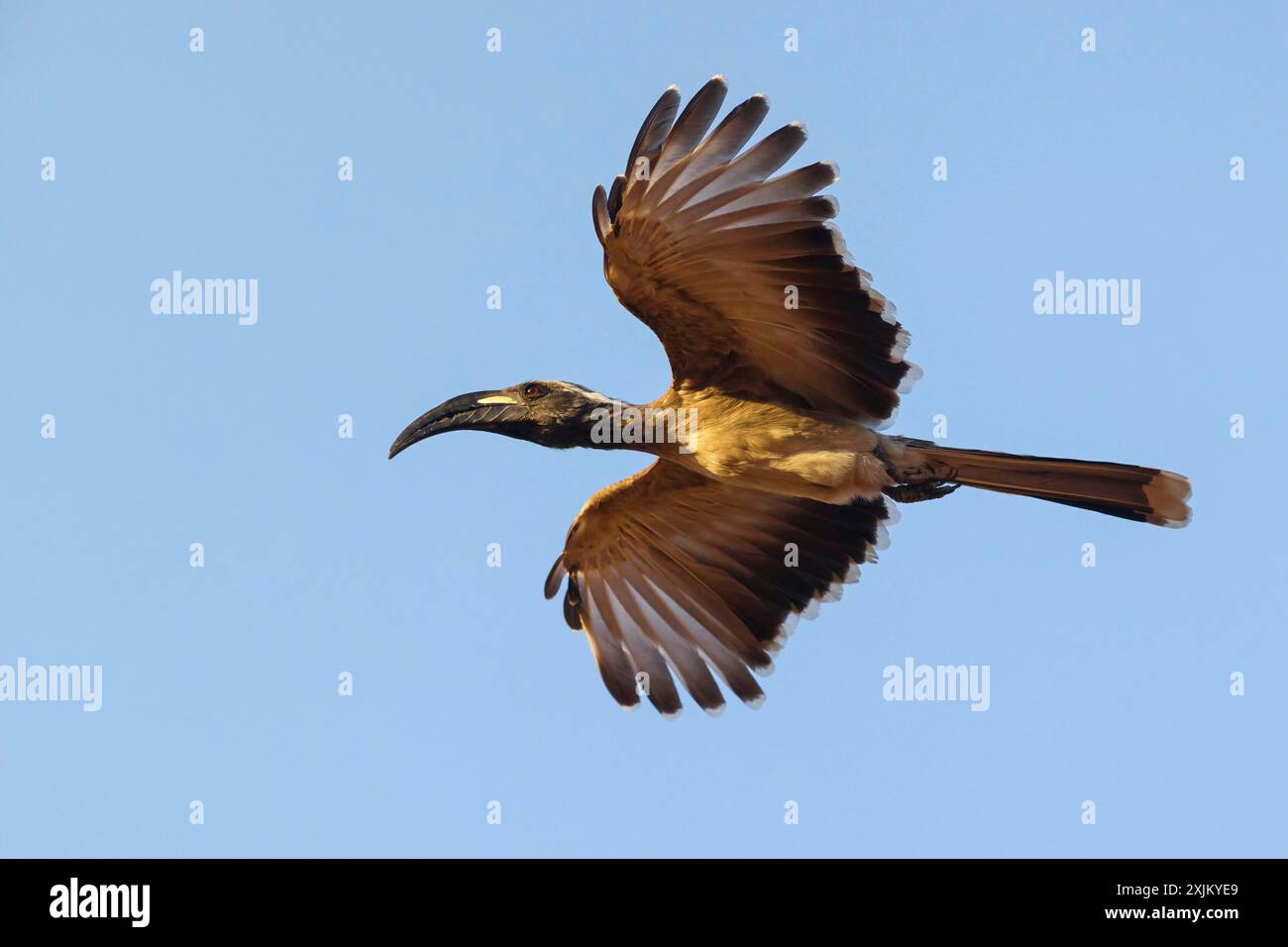 Grauer Nashornvogel (Lophoceros lasutu), Tockus nasutus, afrikanischer grauer Nashornvogel, afrikanischer grauer Nashornvogel, Calao âˆšâ€ bec noir, Toco piquinegro Stockfoto