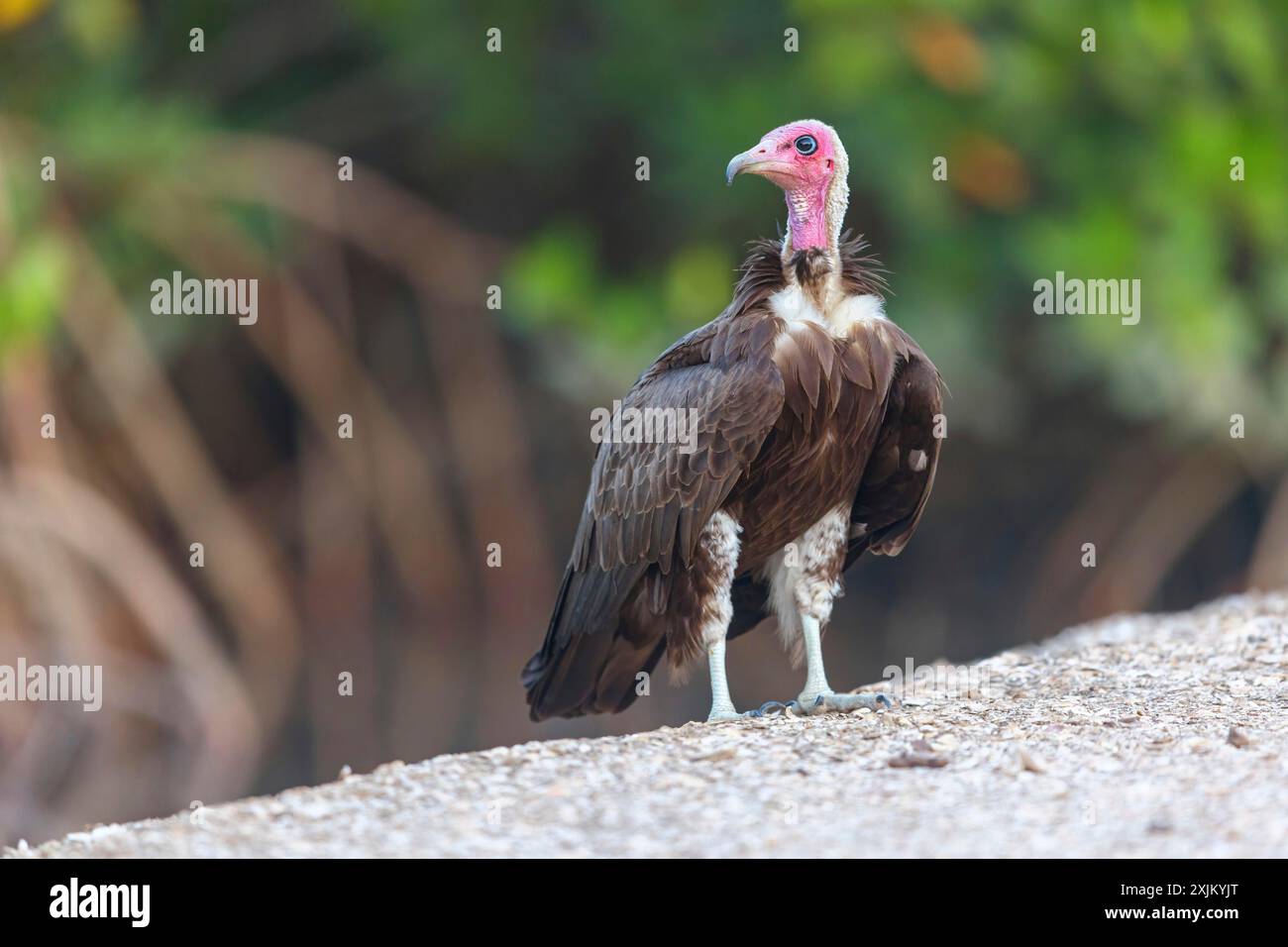 Kapuzengeier, CNecrosysrtes monachus), Familie Goshawk, Farasutu, Farasutu, South Bank, Gambia Stockfoto
