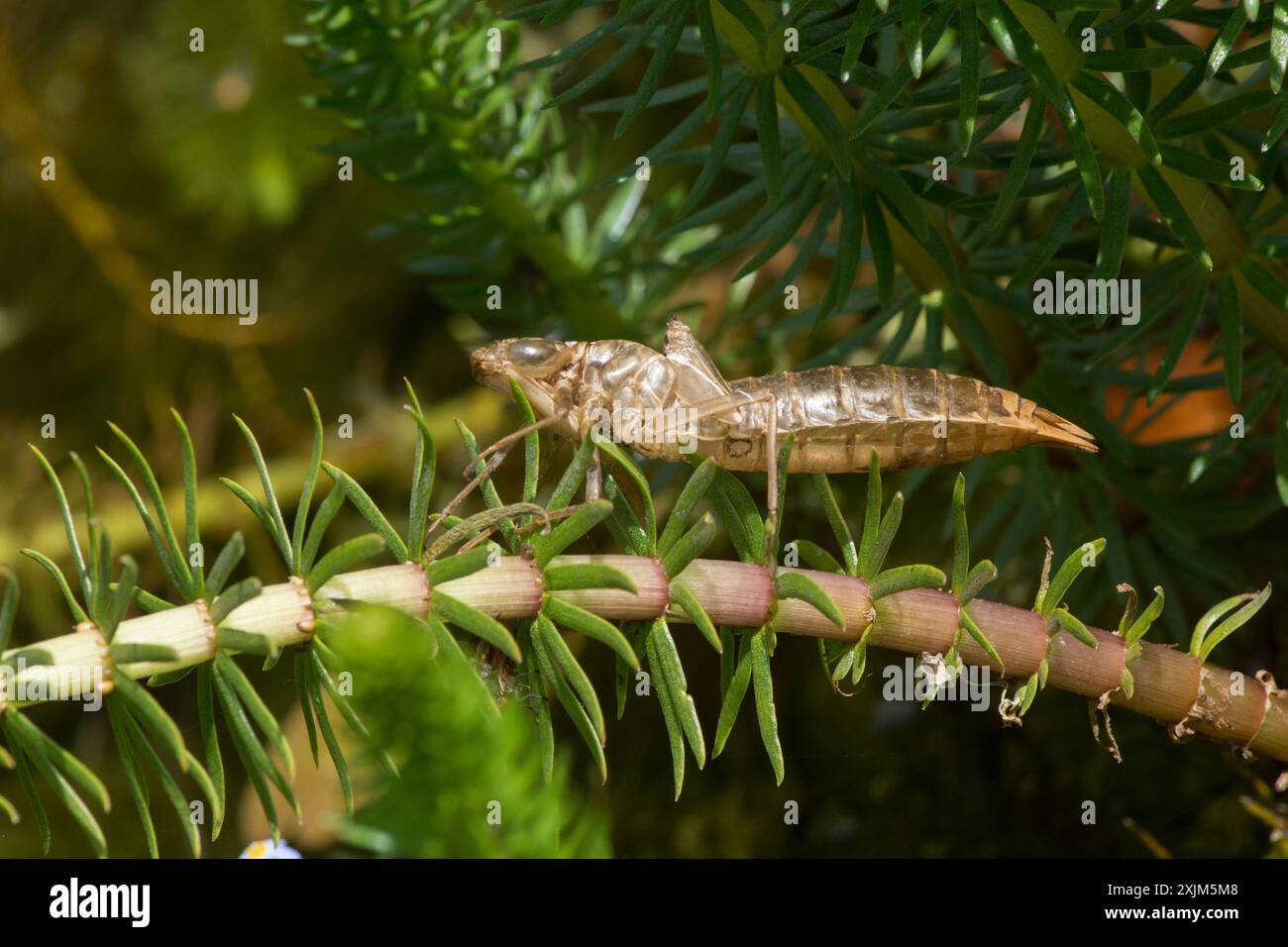 Exoskelett, Larvenhülle, Exsuvia, Haut der KaiserLibelle auf Teichvegetation, Anax Imperator, Stockfoto