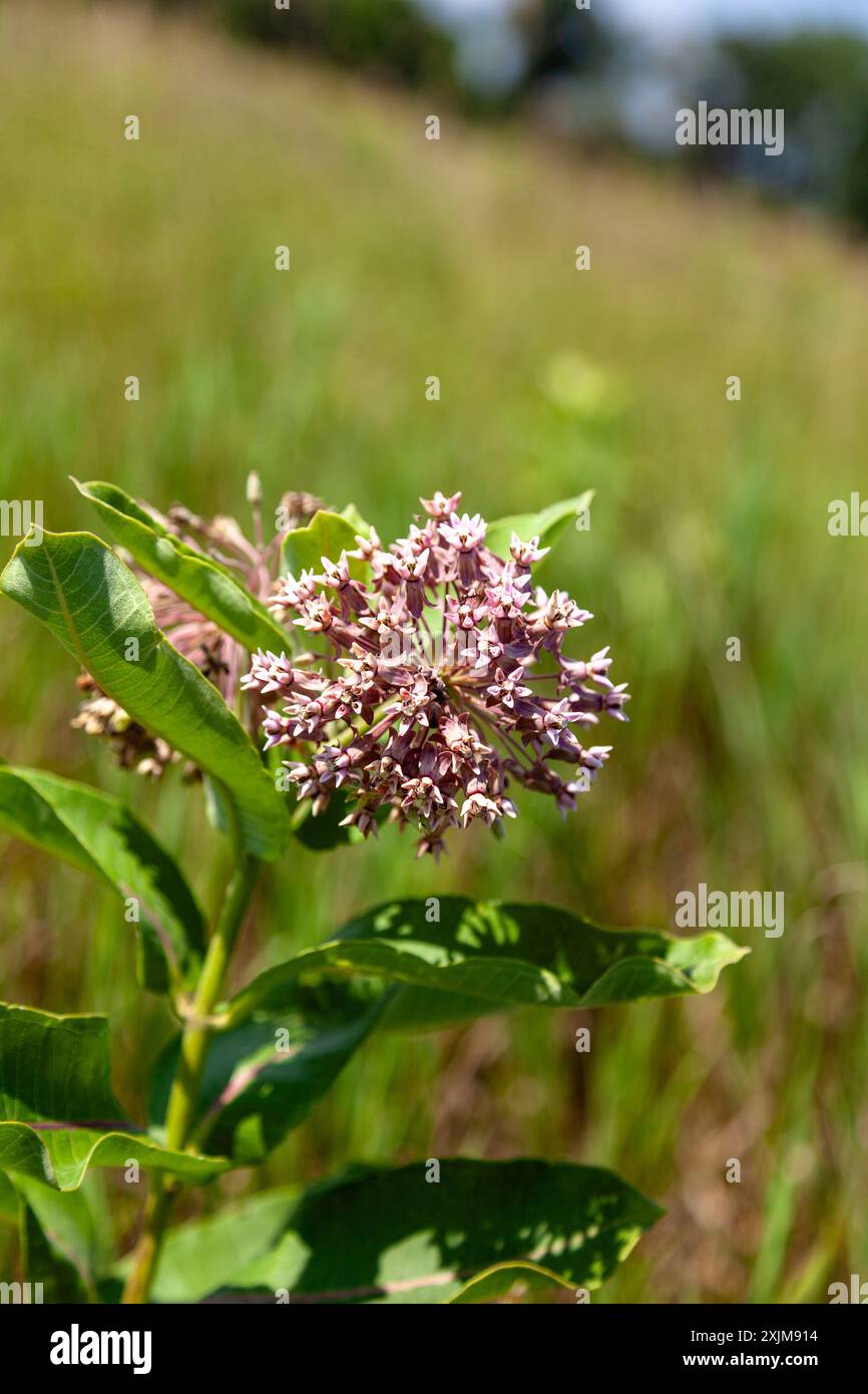 Die rosa Blüten des gemeinen Milchgrases. Stockfoto