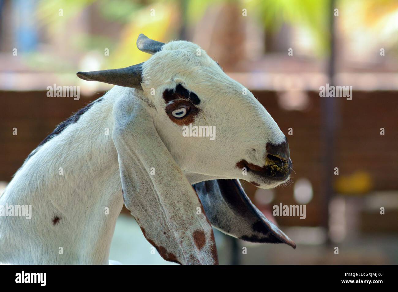 Die schöne Ziege ist aus der Nähe Stockfoto