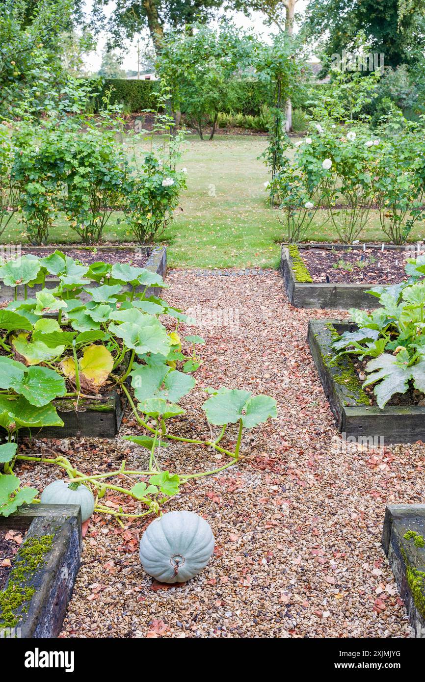 Winter Squash Crown Prince wächst im Herbst in einem Gemüsegarten, Großbritannien. Großer englischer Garten im Hintergrund Stockfoto