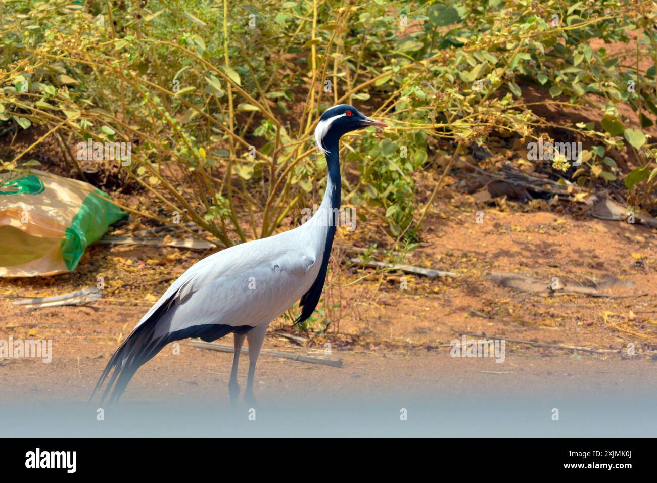 Demoniselle Kran Nahaufnahme Stockfoto