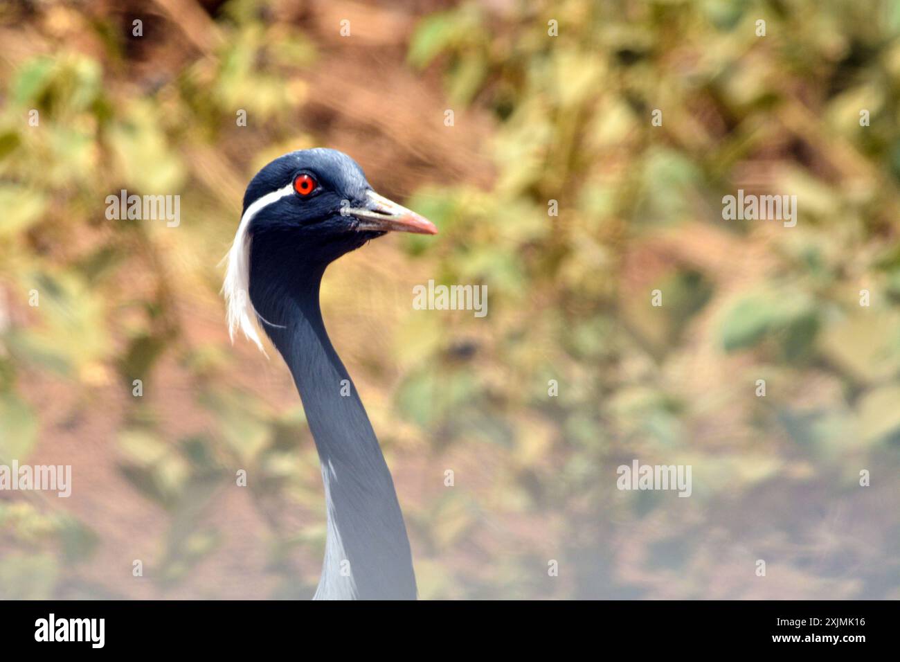 Demoniselle Kran Nahaufnahme Stockfoto