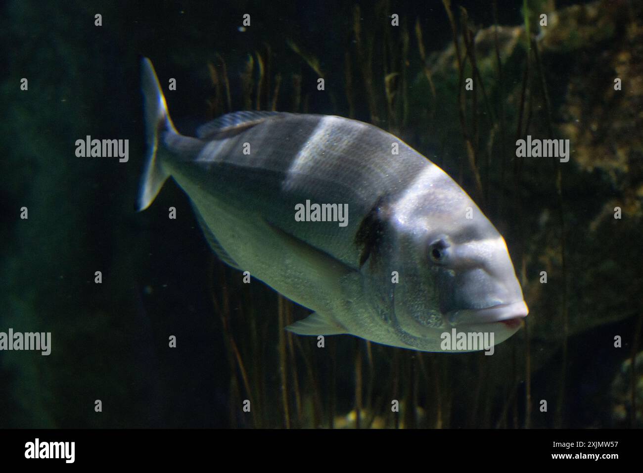 Goldbrasse im weymouth Aquarium Stockfoto