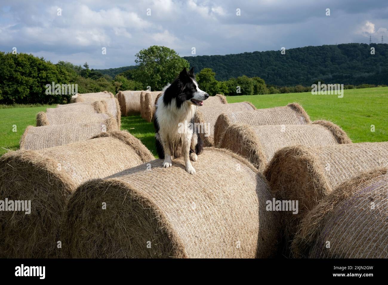 Border Collie Schafhund auf Heuballen auf der Farm England, Großbritannien, Großbritannien Stockfoto