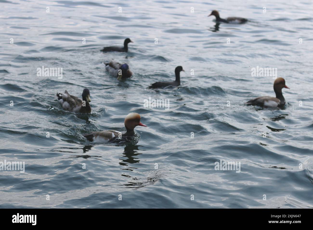 Ein entzückendes Bild, das den Charme der Enten einfängt, während sie auf dem ruhigen Wasser des Zürichsees schwimmen und interagieren. Ideal für Natur, Tierwelt und Reisen Stockfoto