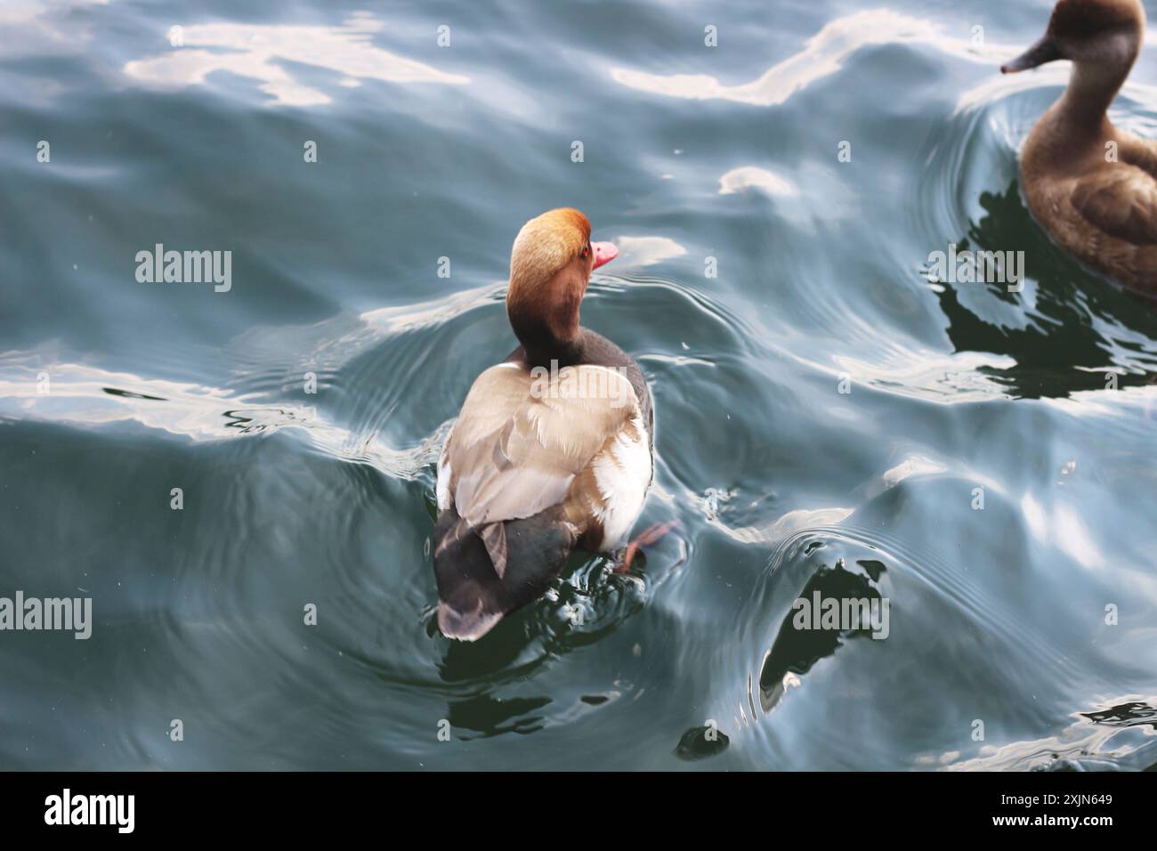 Ein entzückendes Bild, das den Charme der Enten einfängt, während sie auf dem ruhigen Wasser des Zürichsees schwimmen und interagieren. Ideal für Natur, Tierwelt und Reisen Stockfoto