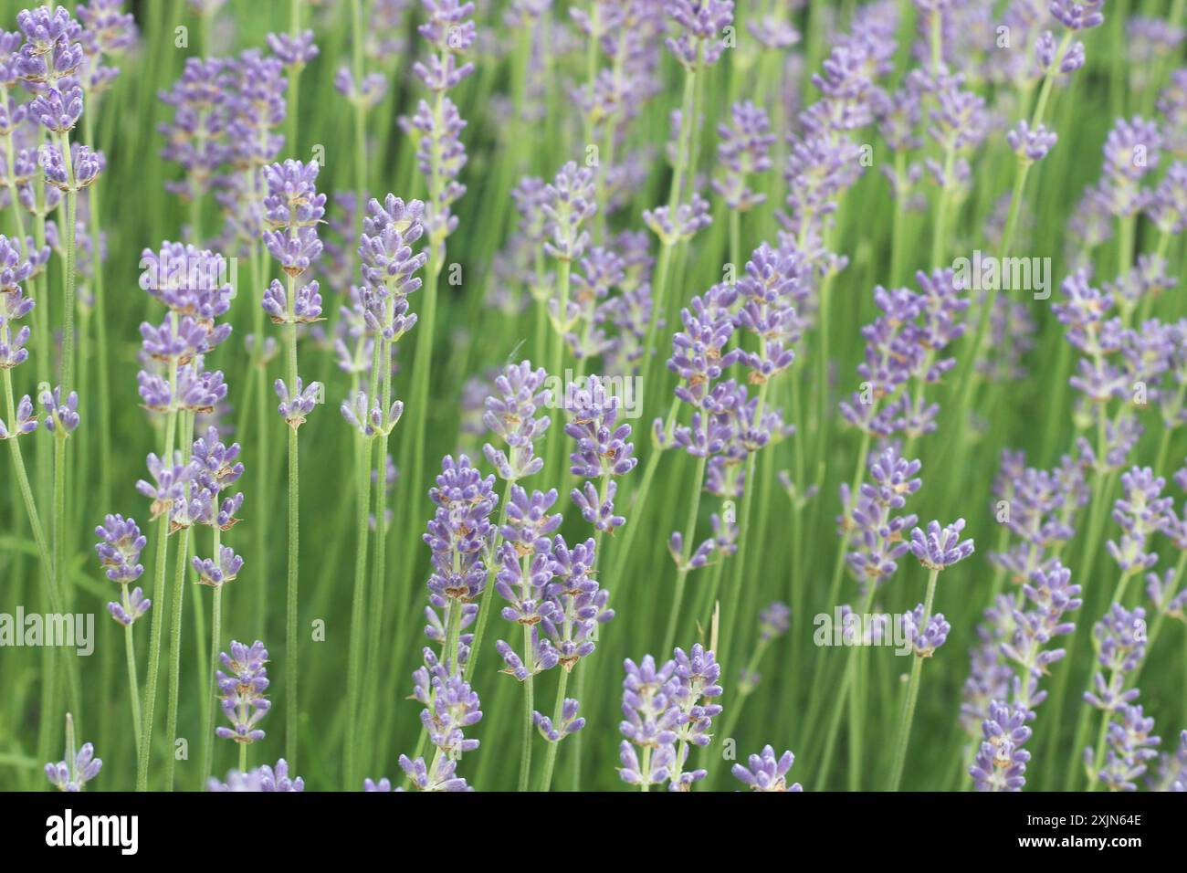 Ein atemberaubendes Bild, das ein Feld aus leuchtendem Lavendel in voller Blüte zeigt und die zarten violetten Blüten und üppigen grünen Stiele hervorhebt. Ideal für die Natur Stockfoto