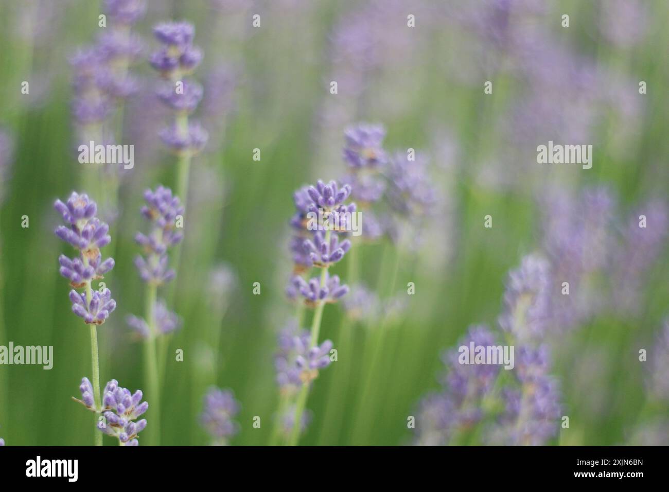 Ein atemberaubendes Bild, das ein Feld aus leuchtendem Lavendel in voller Blüte zeigt und die zarten violetten Blüten und üppigen grünen Stiele hervorhebt. Ideal für die Natur Stockfoto