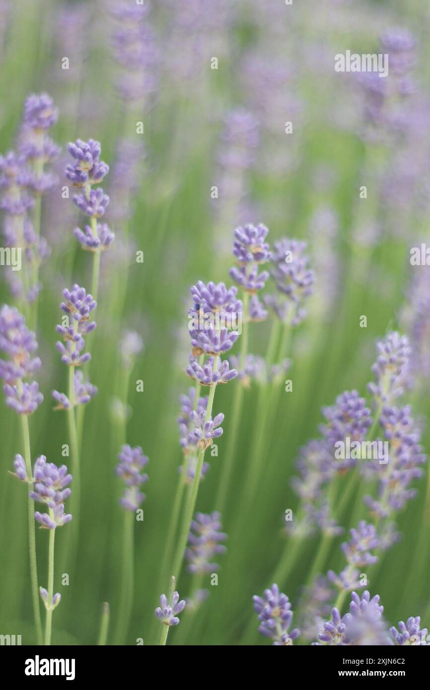 Ein atemberaubendes Bild, das ein Feld aus leuchtendem Lavendel in voller Blüte zeigt und die zarten violetten Blüten und üppigen grünen Stiele hervorhebt. Ideal für die Natur Stockfoto