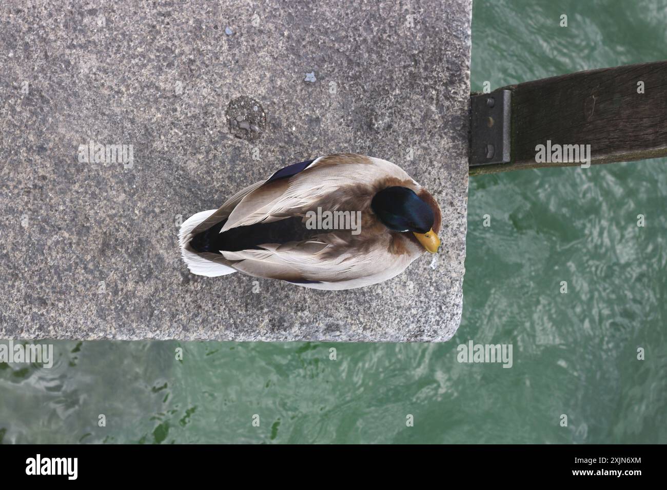 Ein wunderschönes Bild einer Ente von oben, komponiert mit der Regel der Drittel, die den Kontrast zwischen dem Wasser und dem Beton unterstreicht, den sie steht Stockfoto