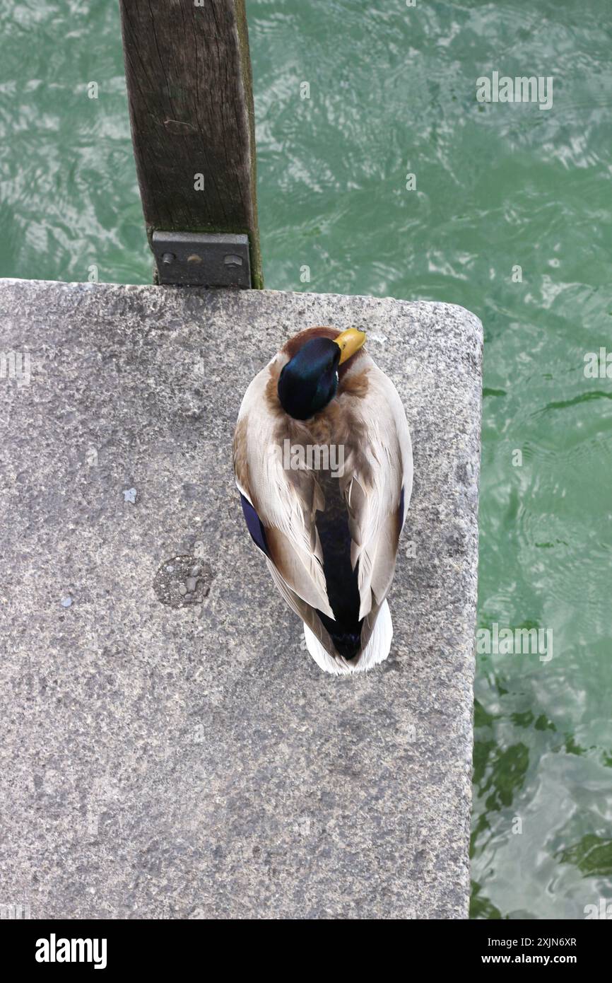 Ein wunderschönes Bild einer Ente von oben, komponiert mit der Regel der Drittel, die den Kontrast zwischen dem Wasser und dem Beton unterstreicht, den sie steht Stockfoto