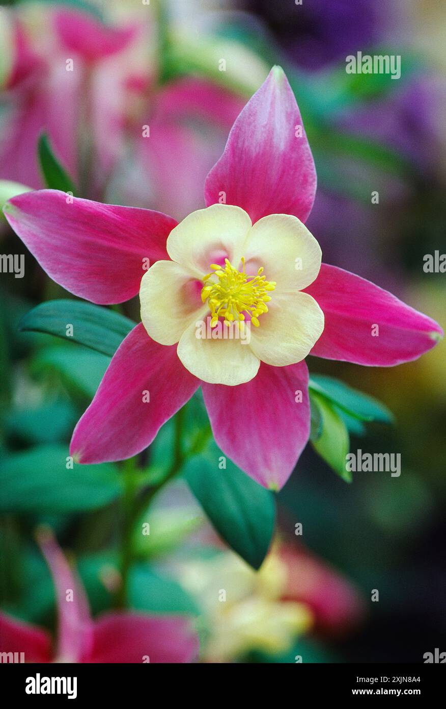 Hybrid-Akelei, Longwood Gardens, ehemalige Du Pont Landgut, Kennett Square, Pennsylvania, USA Stockfoto