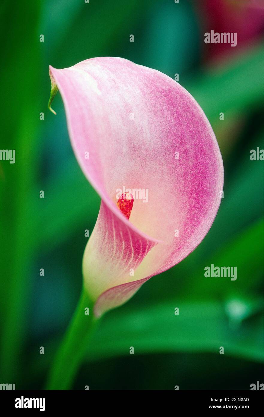Nahaufnahme von Calla Lilly Blüte, Longwood Gardens, ehemalige Du Pont Landgut, Kennett Square, Pennsylvania, USA Stockfoto