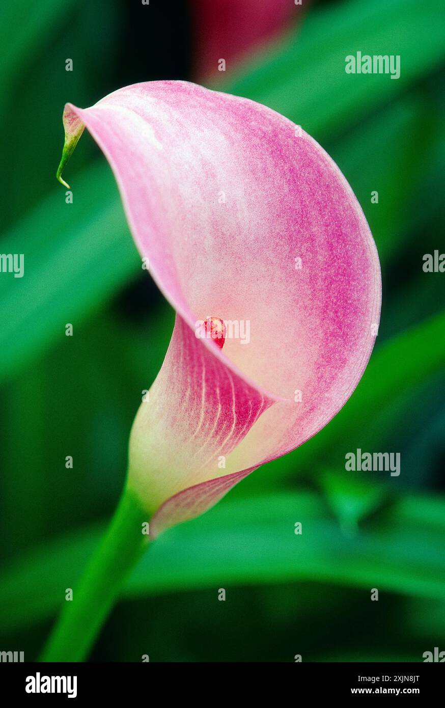 Nahaufnahme von Calla Lilly Blüte, Longwood Gardens, ehemalige Du Pont Landgut, Kennett Square, Pennsylvania, USA Stockfoto