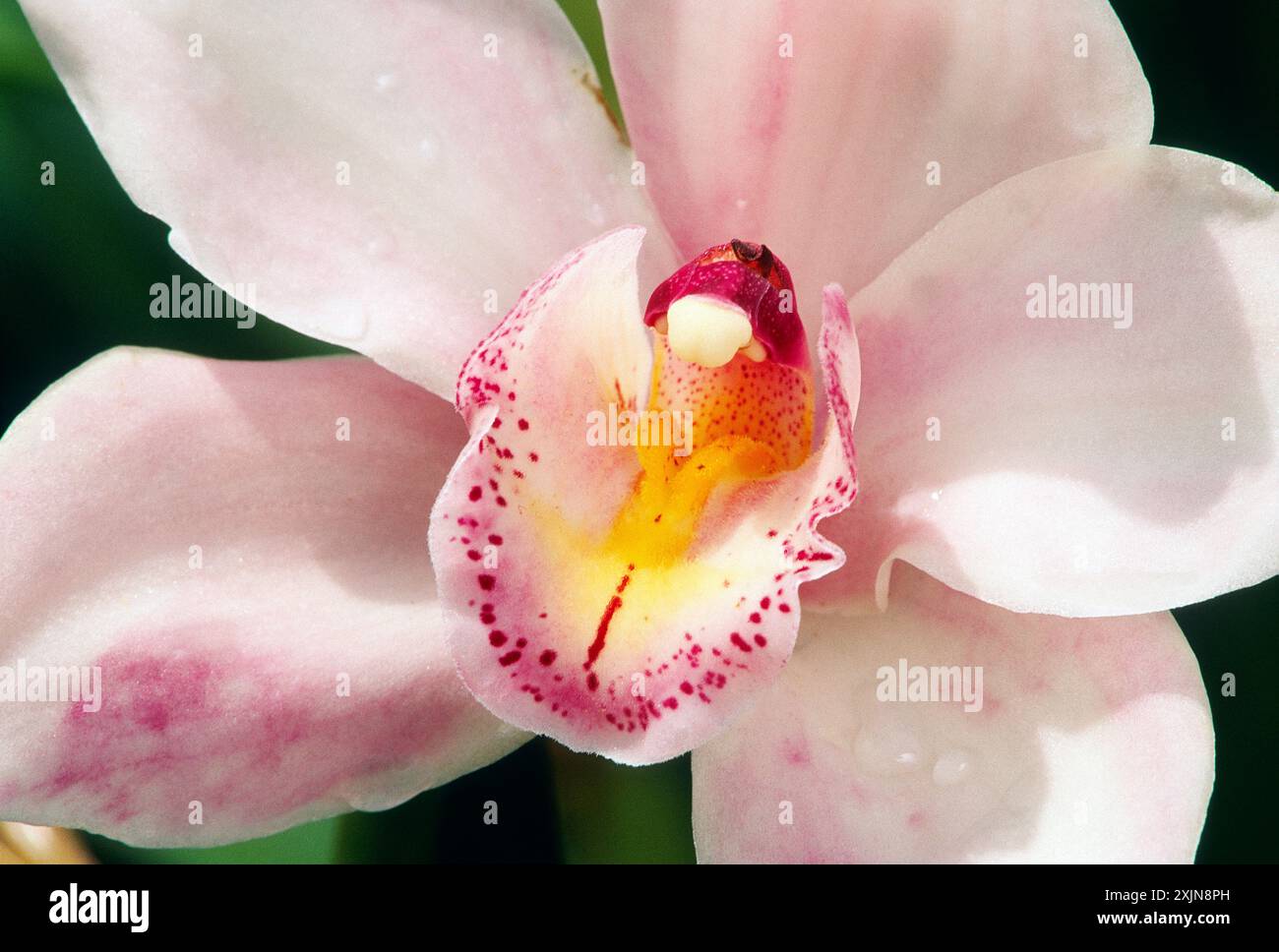 Nahaufnahme von CYMBIDIUM ORCHIRD Blossom, Longwood Gardens, ehemaliges Landgut du Pont, Kennett Square, Pennsylvania, USA Stockfoto