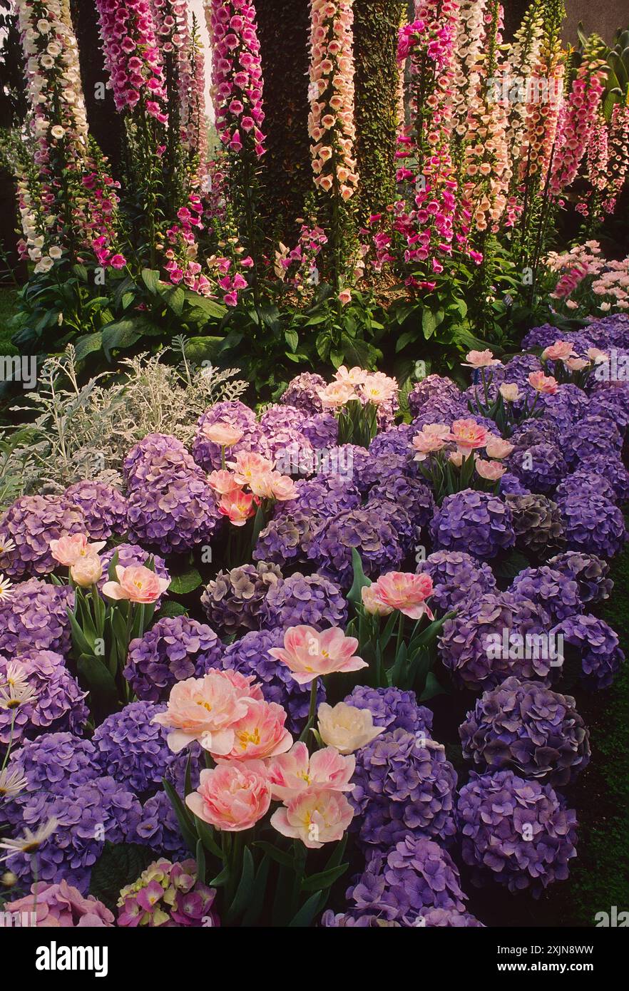 BIG LEAF HYDRANGEA & FOXGLOVE, Longwood Gardens, ehemaliges Landgut du Pont, Kennett Square, Pennsylvania, USA Stockfoto