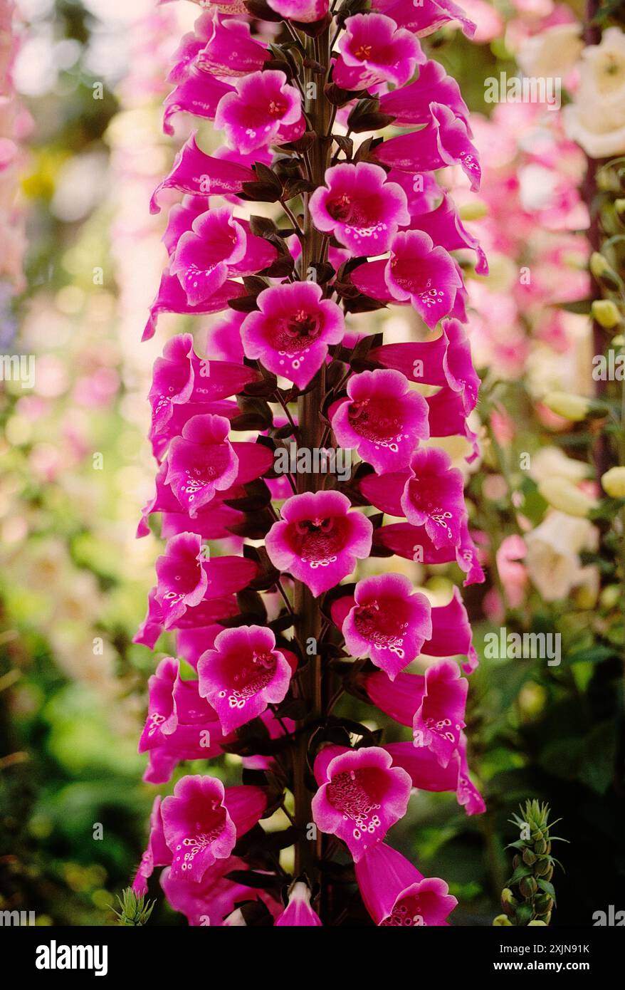 FOXGLOVE, Longwood Gardens, ehemaliges Landgut du Pont, Kennett Square, Pennsylvania, USA Stockfoto