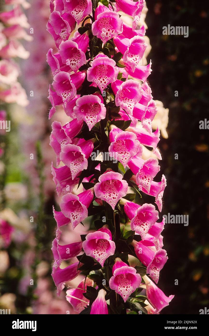 FOXGLOVE, Longwood Gardens, ehemaliges Landgut du Pont, Kennett Square, Pennsylvania, USA Stockfoto