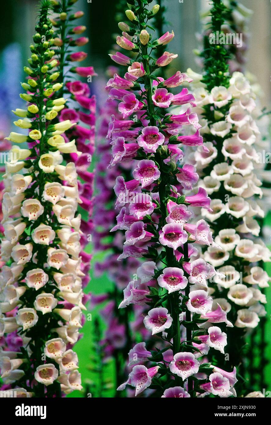 FOXGLOVE, Longwood Gardens, ehemaliges Landgut du Pont, Kennett Square, Pennsylvania, USA Stockfoto