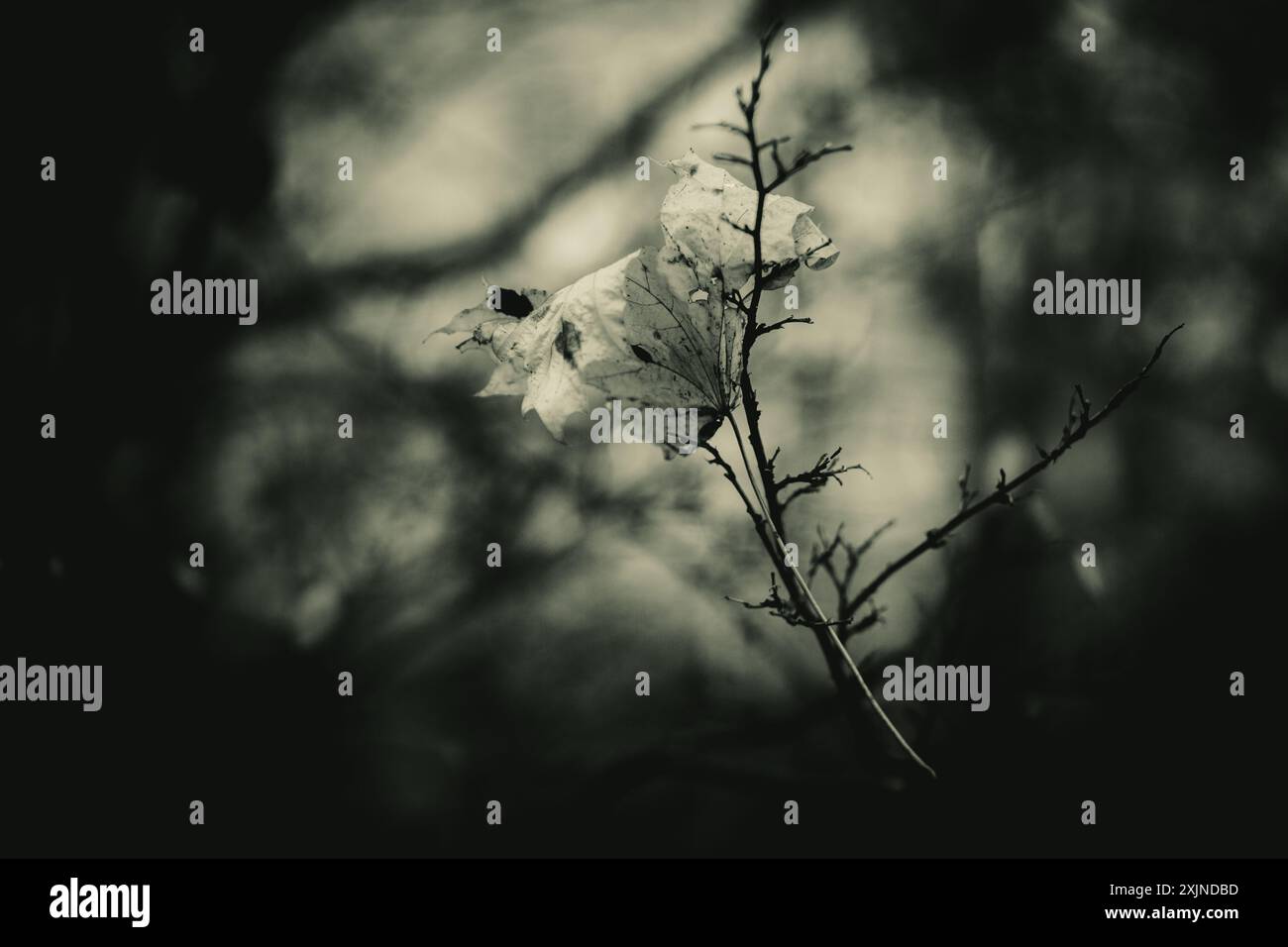 Eine Sepia-farbene Fotografie eines gefallenen Ahornblattes, gefangen in den dünnen Ästen eines Baumes, erinnert an die Melancholie des Herbstes und das traurige Wetter. Stockfoto