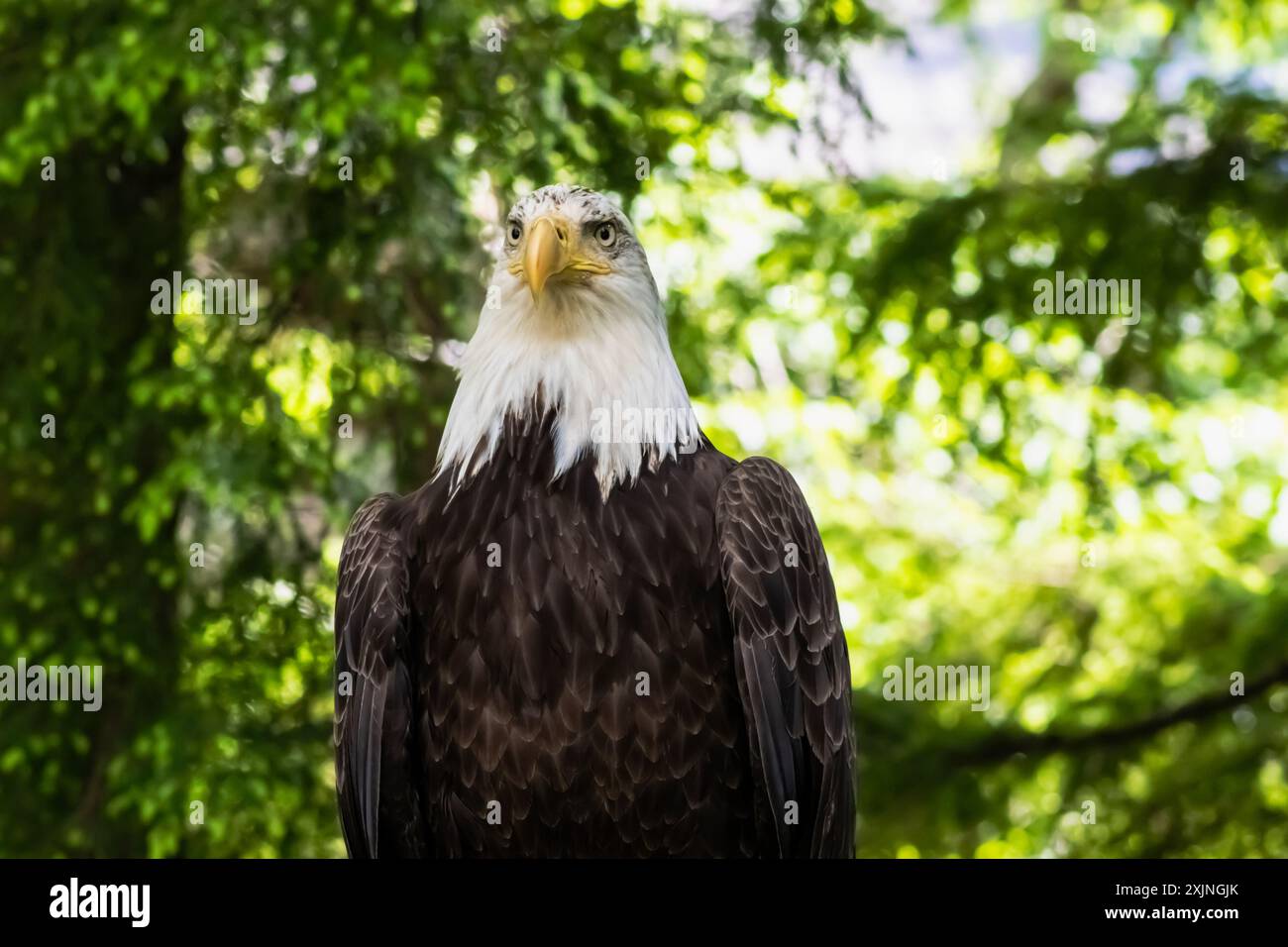 Der Weißkopfseeagle steht auf einem Zaun in Ketchikan, Alaska Stockfoto