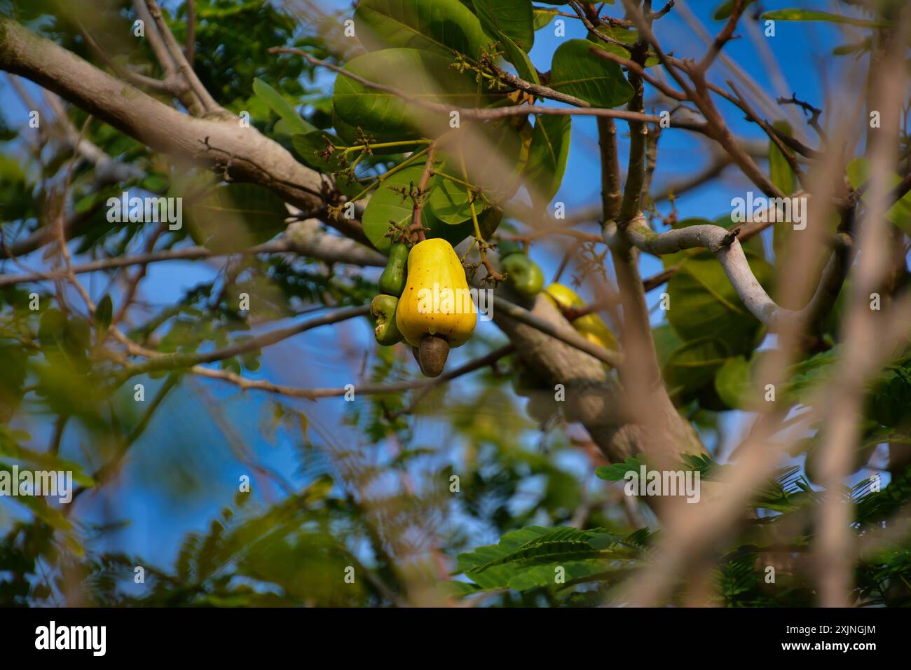 Eine reife gelbe Cashew-Apfel mit der Cashew-Nuss, die darunter an einem Ast wächst, Kambodscha Stockfoto