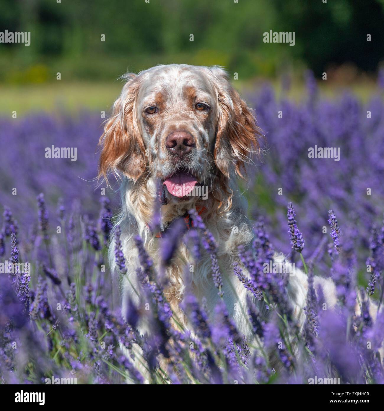 Englischer Setter-Hund, der in Lavendelblumen sitzt Stockfoto