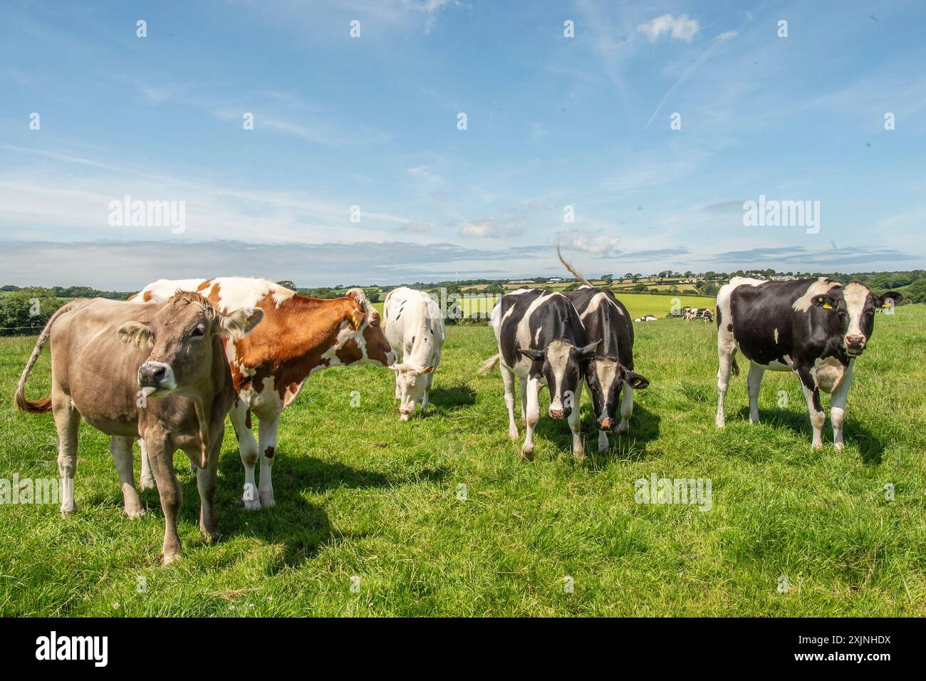 Milchkühe, die im Sommer auf Feldern weiden Stockfoto