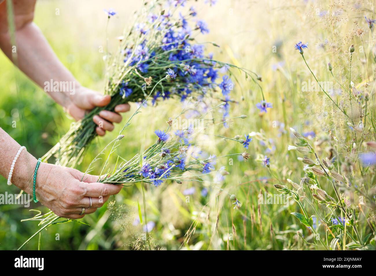 Frau, die Sommerblumenstrauß von Wiesen hält. Kräuterfrau, die blaue Kornblumen zur Trocknung und zur alternativen Medizin sammelt Stockfoto