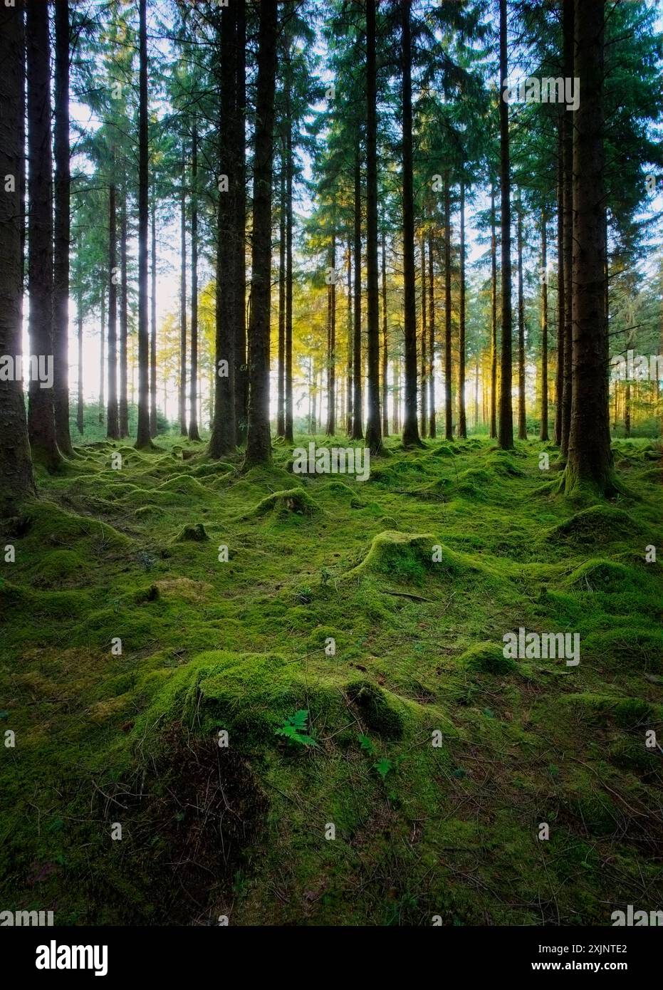 Fernwothy Forest, Devon, Großbritannien Stockfoto