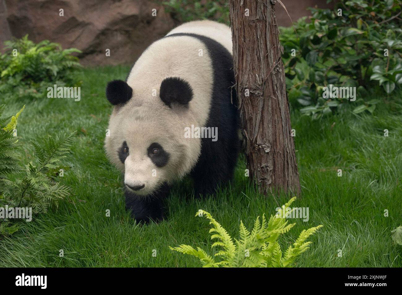 (240719) -- SAN DIEGO, 19. Juli 2024 (Xinhua) -- Ein Foto, das am 19. Juli 2024 von der San Diego Zoo Wildlife Alliance veröffentlicht wurde, zeigt Xin Bao, eine fast vierjährige Panda, in ihrem neuen Zuhause im San Diego Zoo in San Diego, Kalifornien, USA. Das Pandapaar, das Anfang des Sommers aus China im San Diego Zoo angekommen ist, gibt am 8. August ihr sehnsüchtig erwartetes öffentliches Debüt, wie die San Diego Zoo Wildlife Alliance am Freitag bekannt gab. (San Diego Zoo Wildlife Alliance/Handout Via Xinhua) Stockfoto