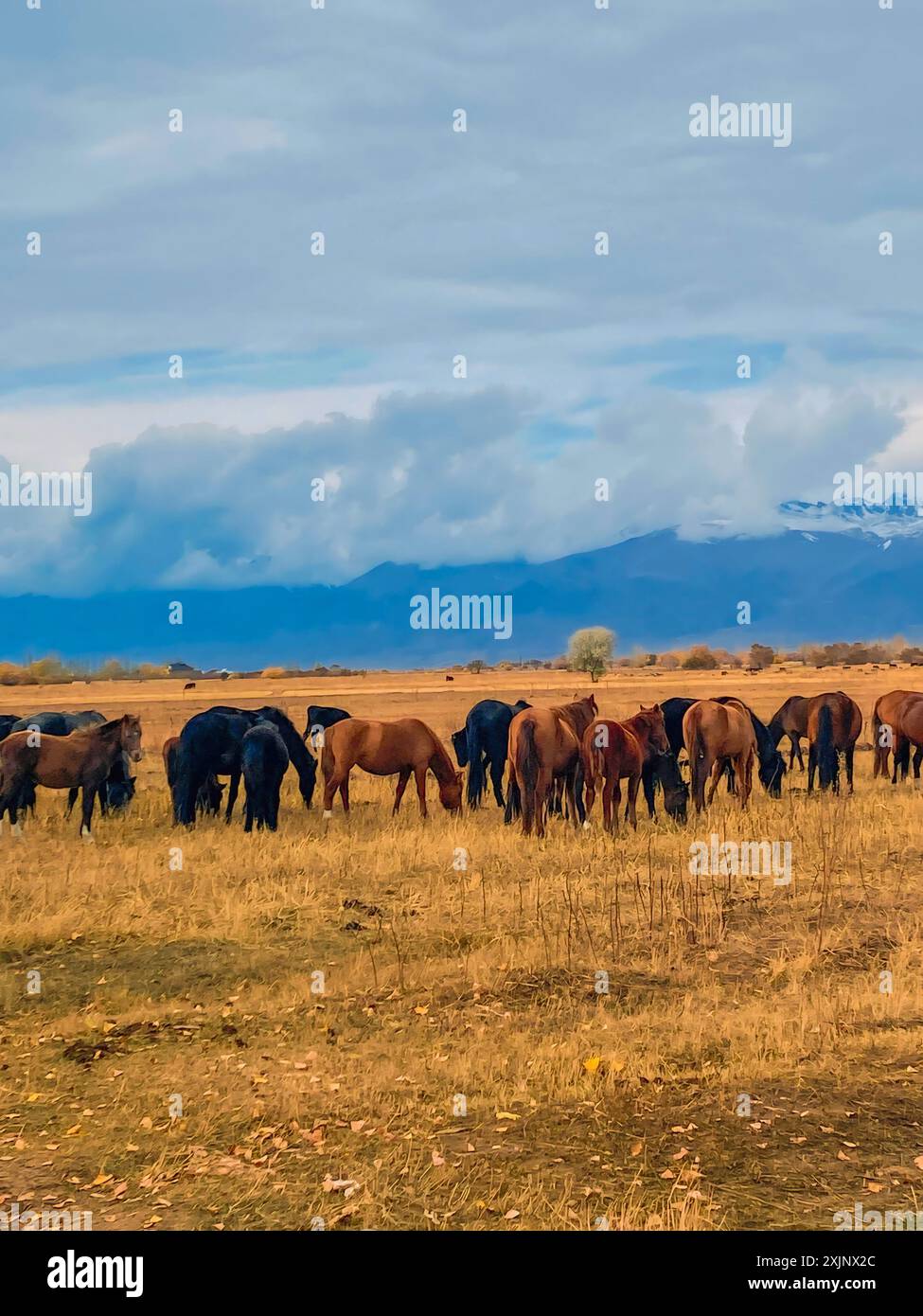 Wunderschöne Pferde vor der Kulisse der Berge in der getrockneten Steppe in Asien. Kirgisistan, Issyk-kul-See. Stockfoto