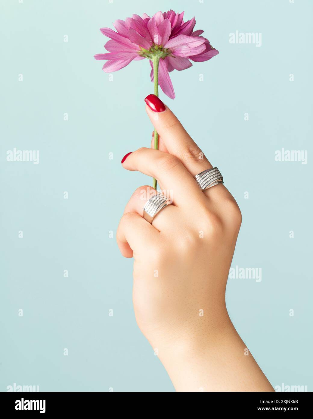 Hand mit einer lila Blume mit silbernen Ringen. Stockfoto