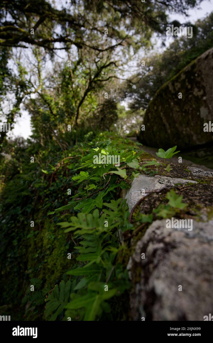 Üppiges grünes Laub wächst entlang der Steinmauern der maurischen Burg in Sintra, eingerahmt von dichten Bäumen Stockfoto