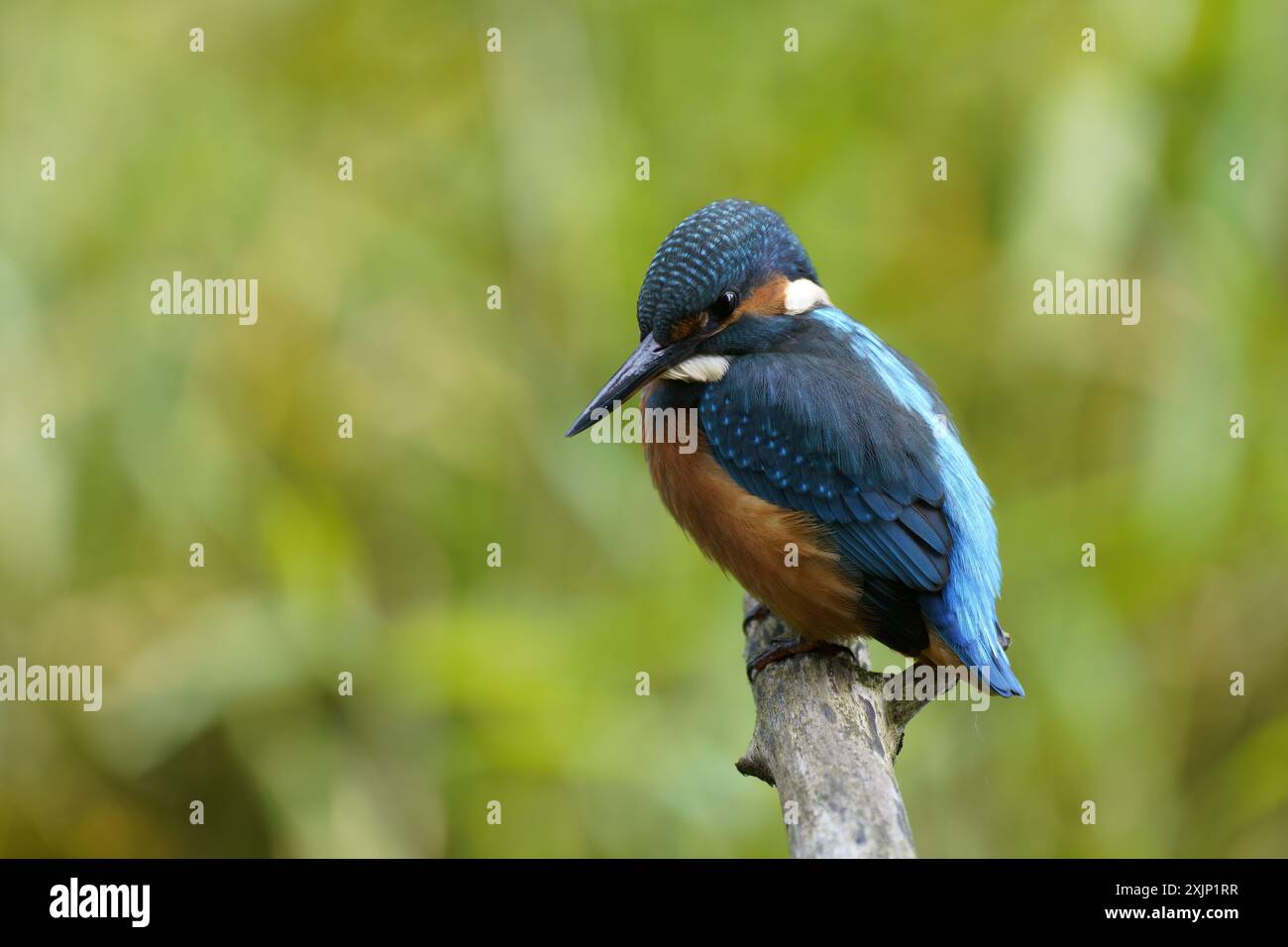 Kingfischer auf einem Stock Stockfoto