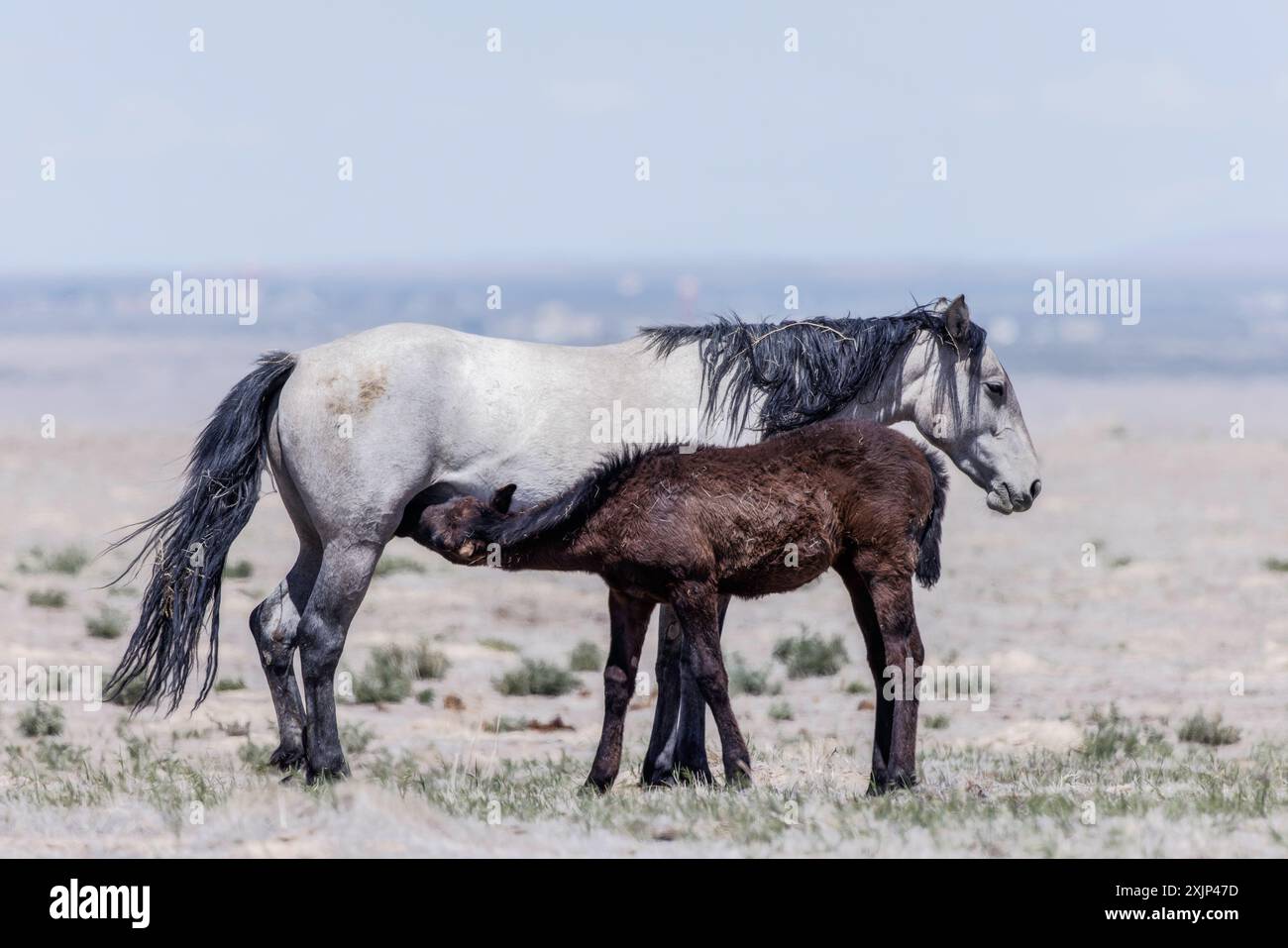 Die Wildpferdeherde des Onaqui Mountain hat eine leichte bis mittelschwere Struktur und ist in Farben wie Sauerampfer, roan, Buchleder, Schwarz, Palomino, und grau. Stockfoto
