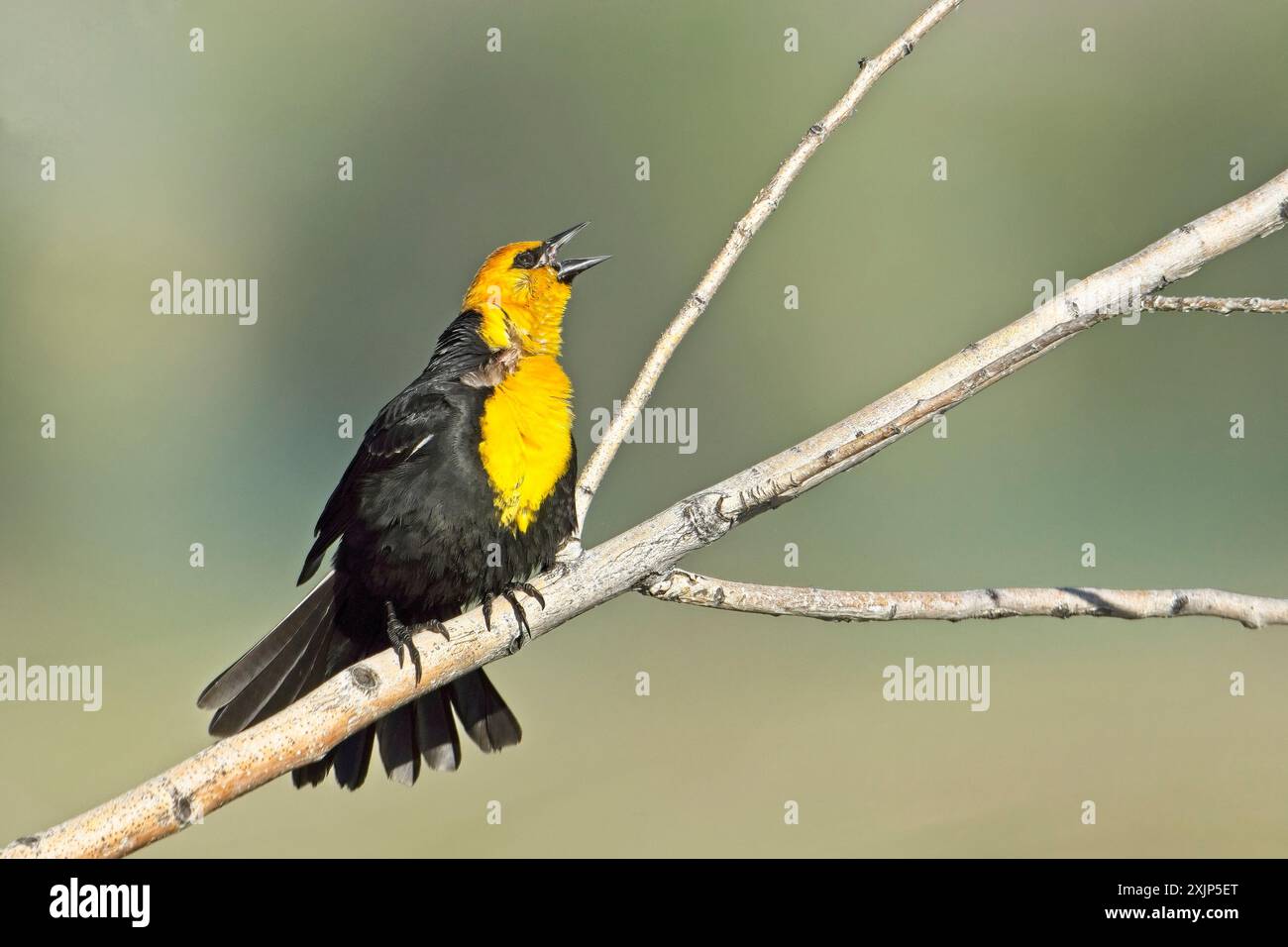 Eine hübsche männliche Amsel mit gelbem Kopf ruft auf einem kleinen Zweig nahe Libtery Lake, Washington. Stockfoto