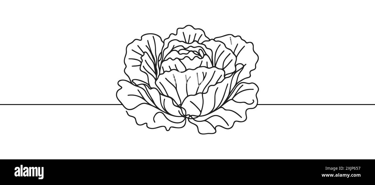 Kopfsalat in durchgehender Linienzeichnung. Design mit Eisberg- oder scharfem Kopfsalat, isoliert auf weißem Hintergrund. Vektorabbildung. Stock Vektor