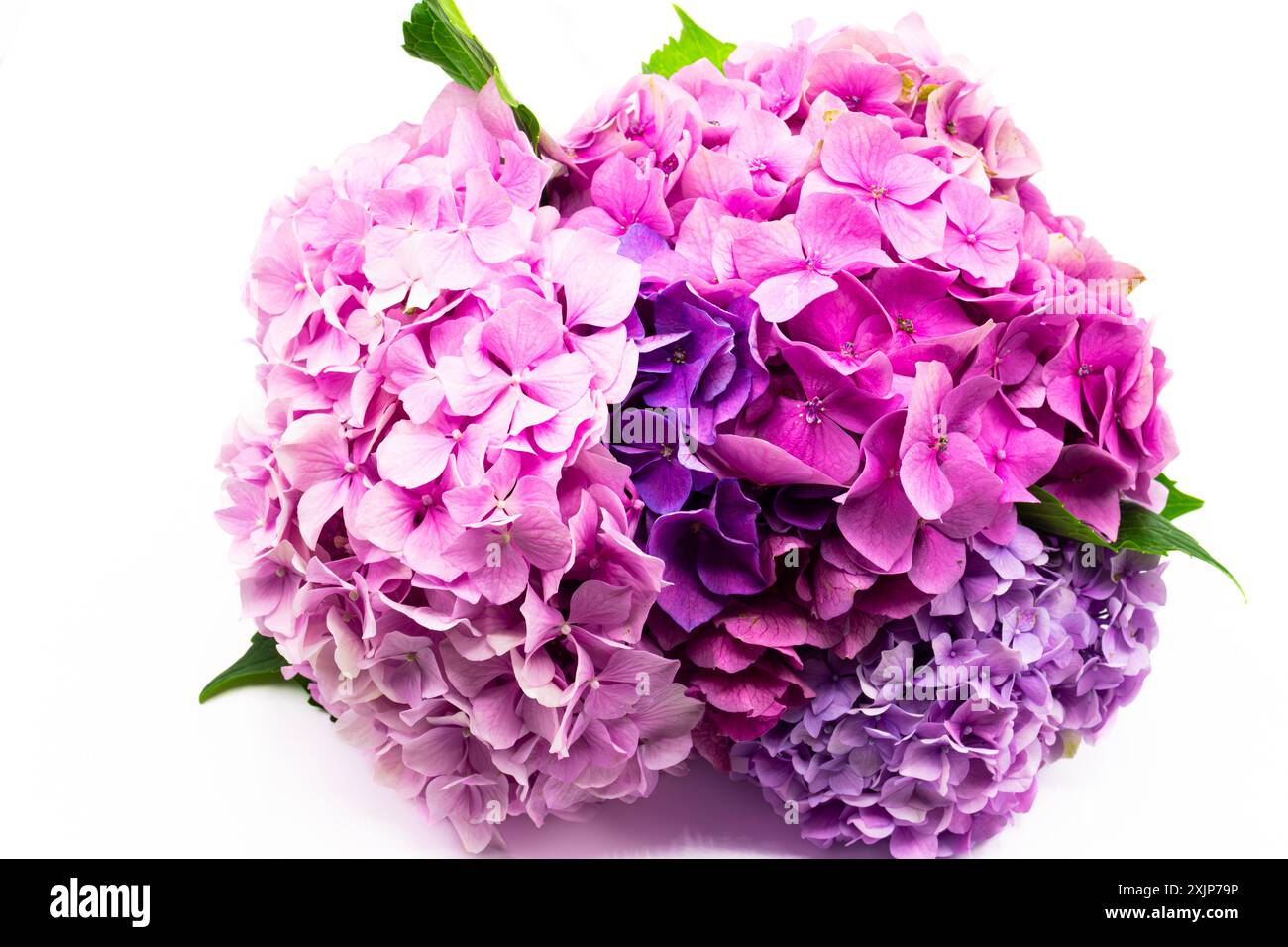 Lila Hortensie, auch bekannt als hortensia Blüten, isoliert auf weißem Hintergrund Stockfoto