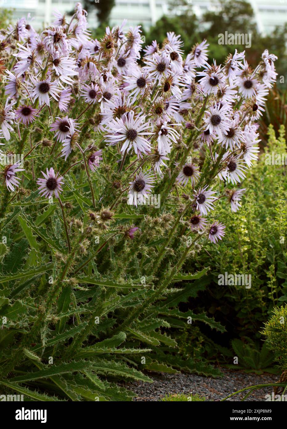 Thistle, Berkheya purpurea, Arctotideae, Asteraceae. Alias Purple Berkheya, syn. Stobaea purpurea. Im südlichen Afrika beheimatet. Stockfoto
