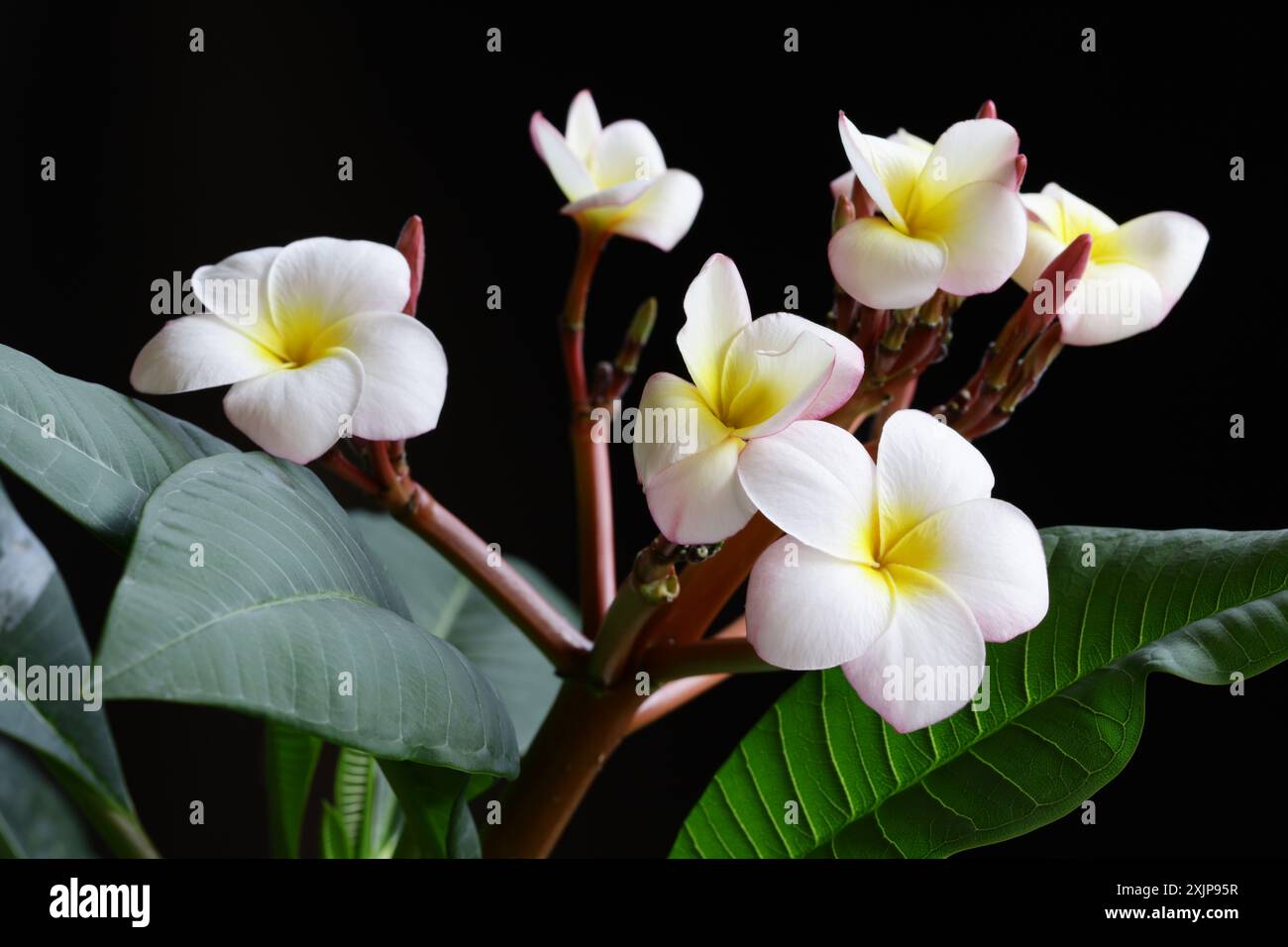 plumeria blüht und Blätter isoliert auf schwarzem Hintergrund Stockfoto